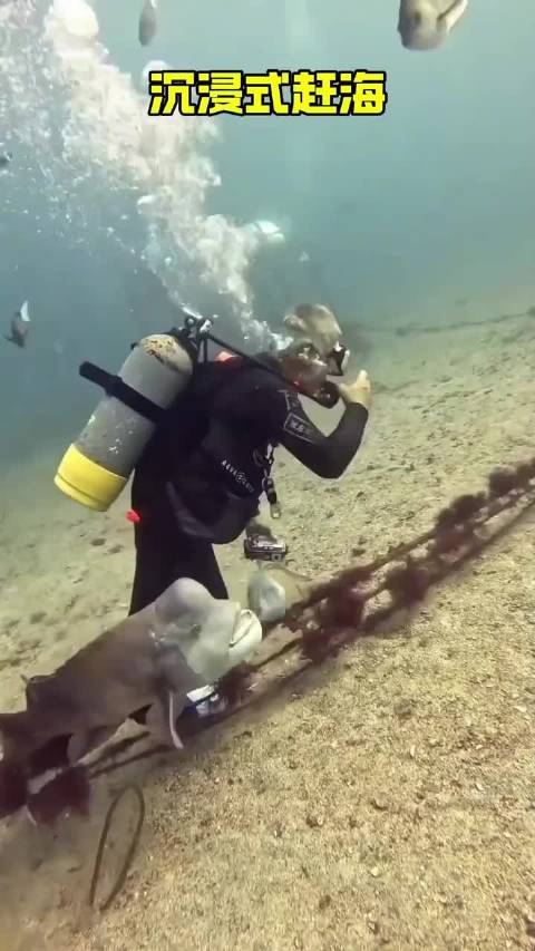 好精彩的海底世界，有会拉二胡的海豹，各种各样的生物大展才艺