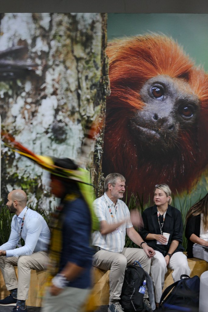 COP30會場內，與會者在巨大的金色獅面狨展示下穿梭於各會議間。圖/ic