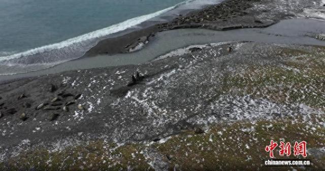 本项研究中，无人机航拍南乔治亚岛上两头雄性南象海豹正在搏斗(图片来自英国南极调查局)。施普林格·自然 供图