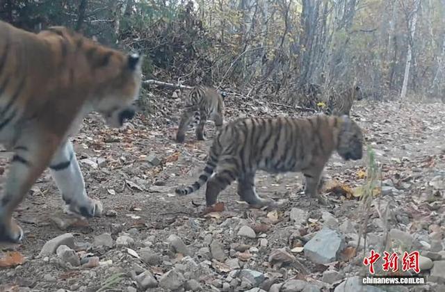 2025年在东北虎豹国家公园拍摄到的东北虎。(吉视传媒供图)