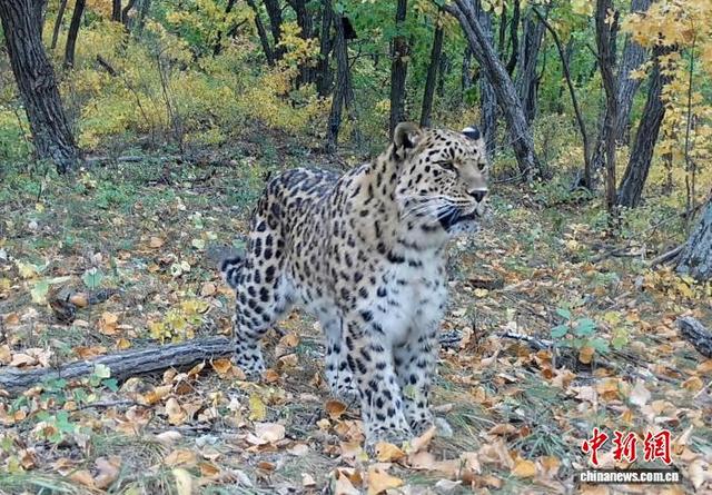 2025年在东北虎豹国家公园拍摄的东北豹。(吉视传媒供图)