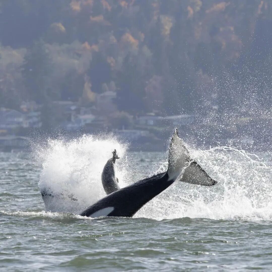 海豹马上要被虎鲸吃掉，摄影船却意外路过。它主动跳上船求生：姐，救！！