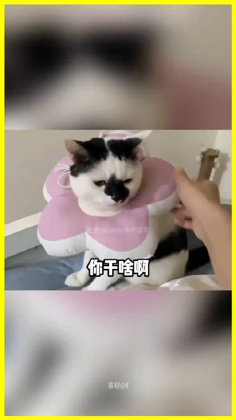 鼠鼠cos蝙蝠侠扭秧歌式飞翔引网友爆笑