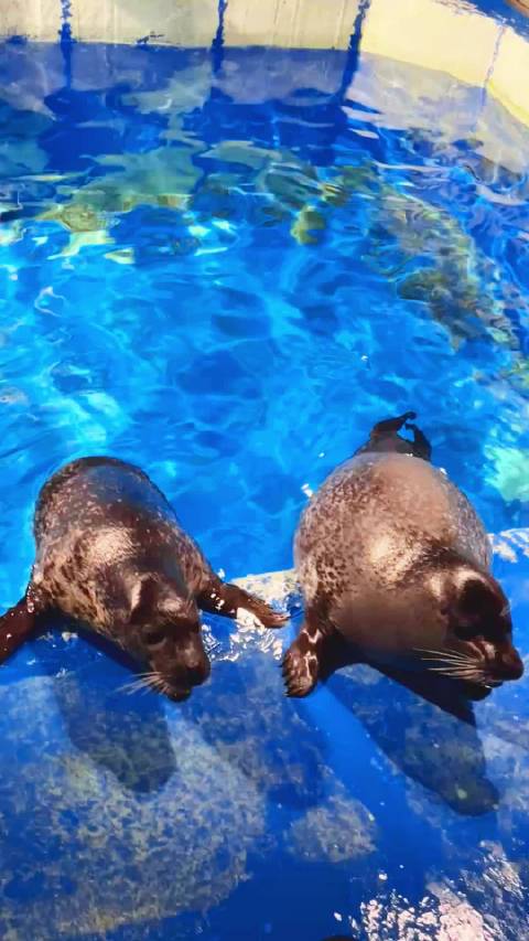 海豹：我只是有点圆，为啥叫我小猪