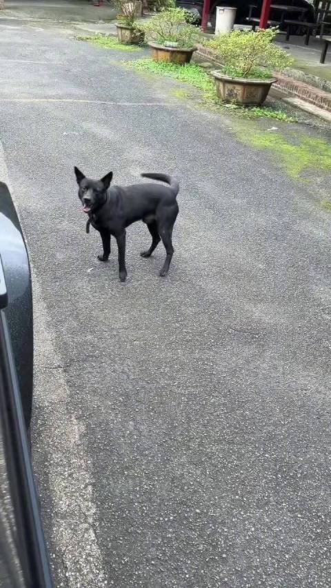 李荣浩与小黑狗暖心互动引网友点赞