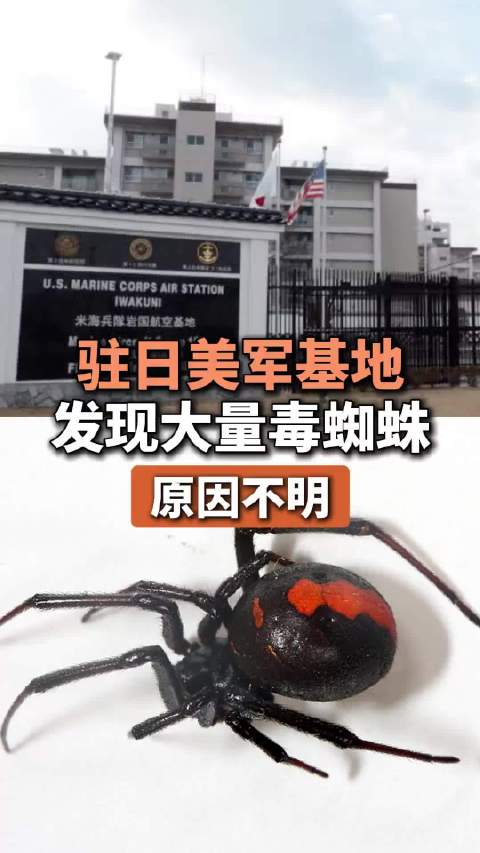 驻日美军基地突现大量毒蜘蛛