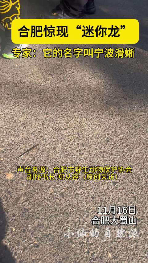 合肥大蜀山拍到可爱迷你龙