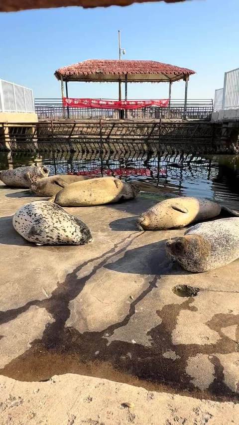 海豹没事儿的时候就喜欢睡大觉，慵懒的状态让人很羡慕！