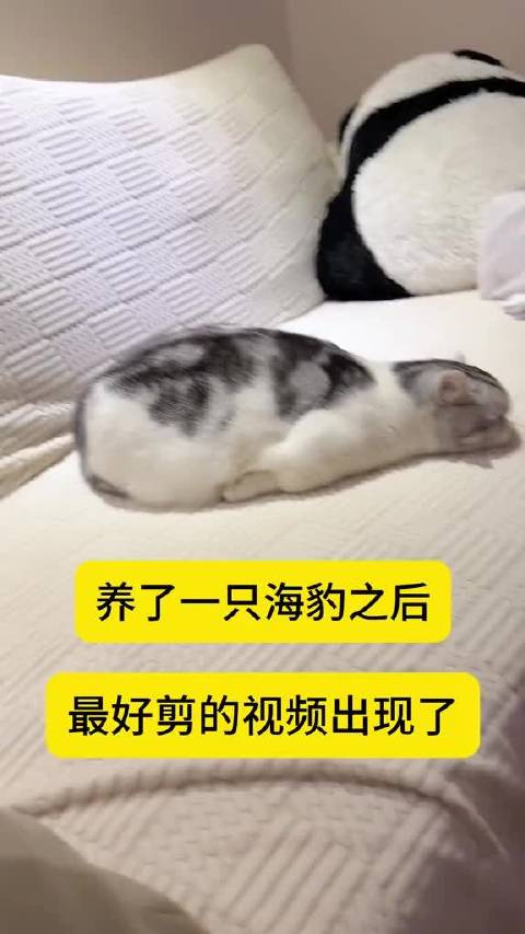 养了海豹后最好剪的视频