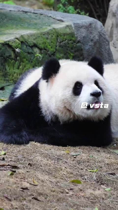 功夫熊猫渝爱玩雪名场面，渝爱会武术，谁也拦不住！