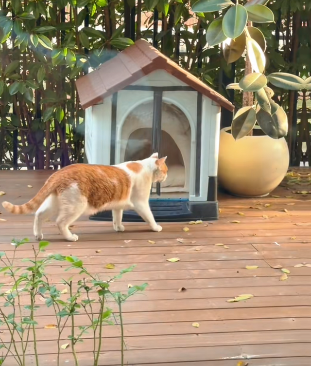 王冠收养流浪猫，院里搭屋铺羽绒被，但不让进别墅，近照被猜怀孕