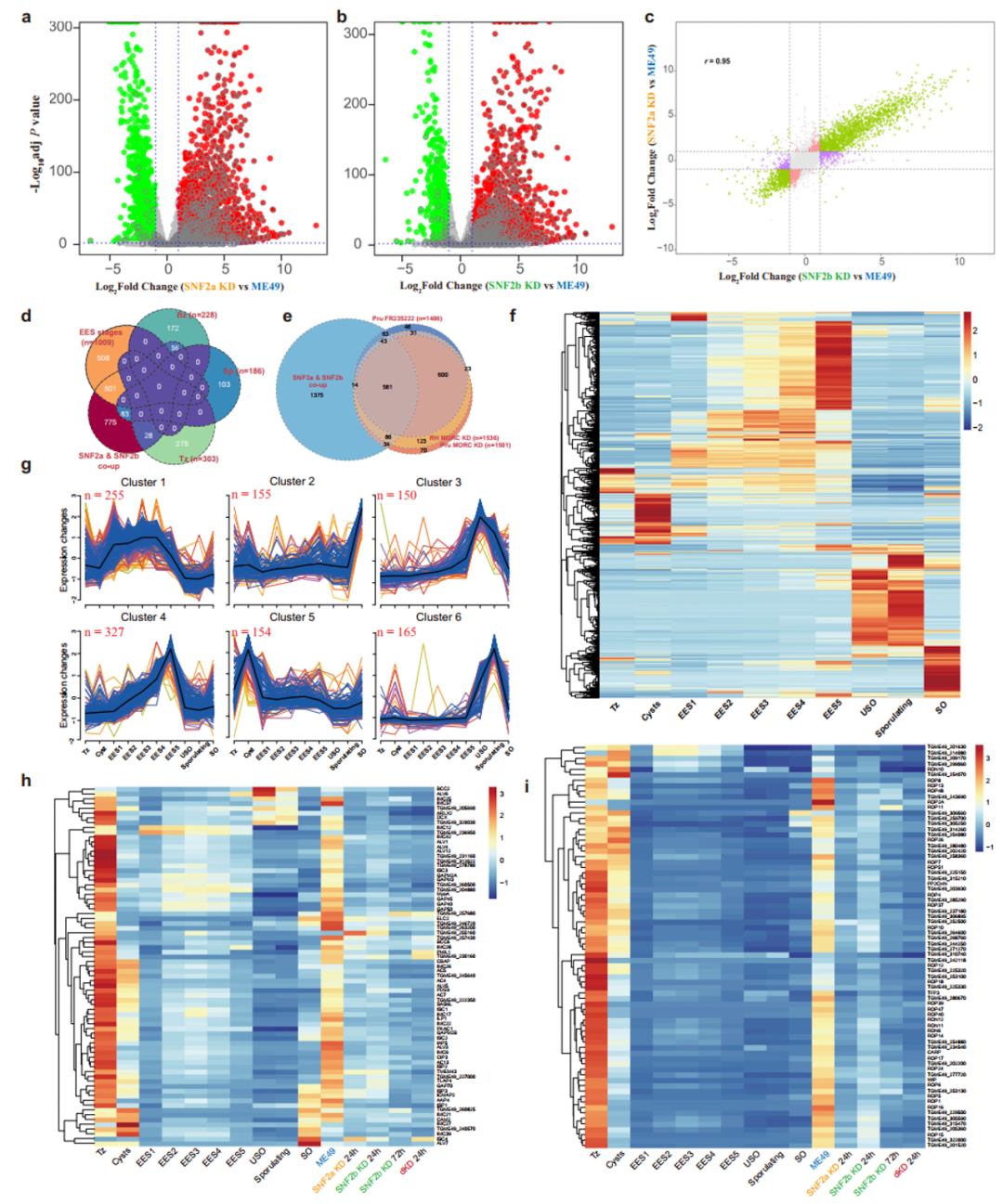 弓形虫研究突破！广西大学研究团队找到其身份开关