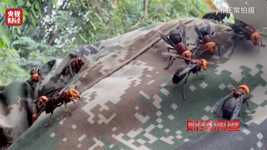 媒体：“杀人蜂”生意链，不该继续游走在监管盲区里