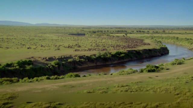 动物世界展现生存的残酷与温情
