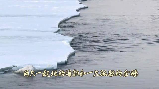 两只一起玩的海豹和一只孤独的企鹅