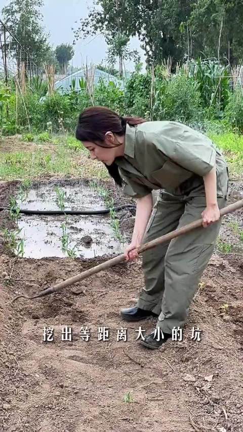 曾黎种植小菜园！