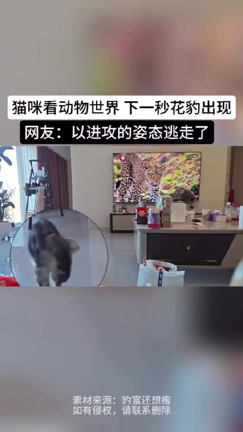 猫咪看动物世界遇花豹秒逃