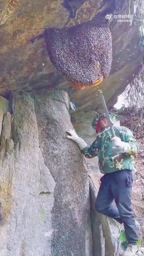 天然悬崖蜜，你见过吗？悬崖蜜