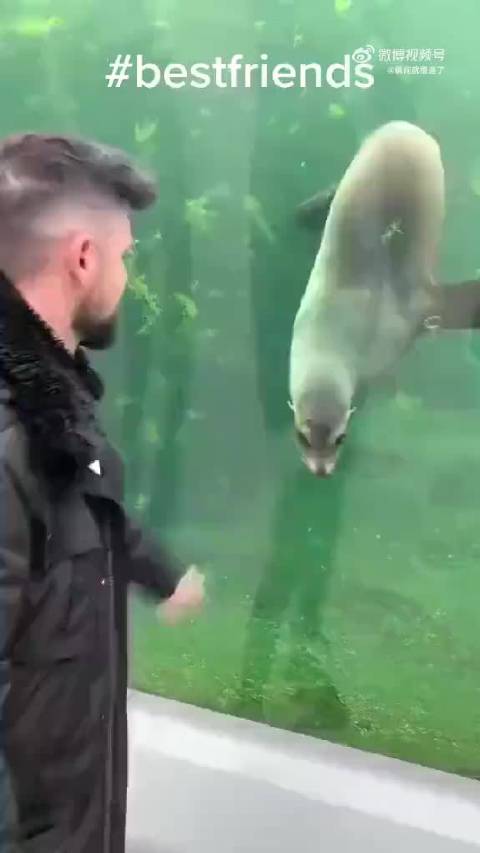 海豹：怎么样，门票钱值吧？