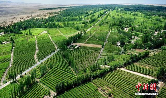图为敦煌种植高标准农田项目区防风林带。(资料图) 敦煌市委宣传部供图