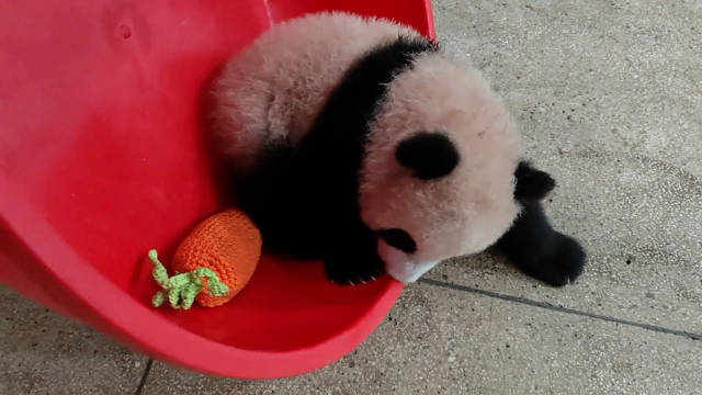 小月亮越狱大红盆登场熊猫视角记录成长