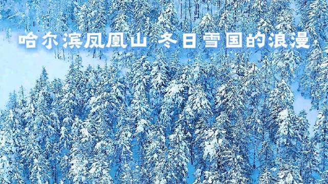 凤凰山1696米雪国高地现树挂冰晶，哈尔滨冬日野趣盎然