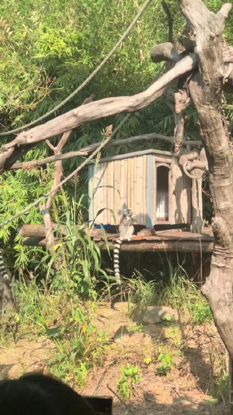 游客红山动物园南区观红猩猩一家耍宝45分钟