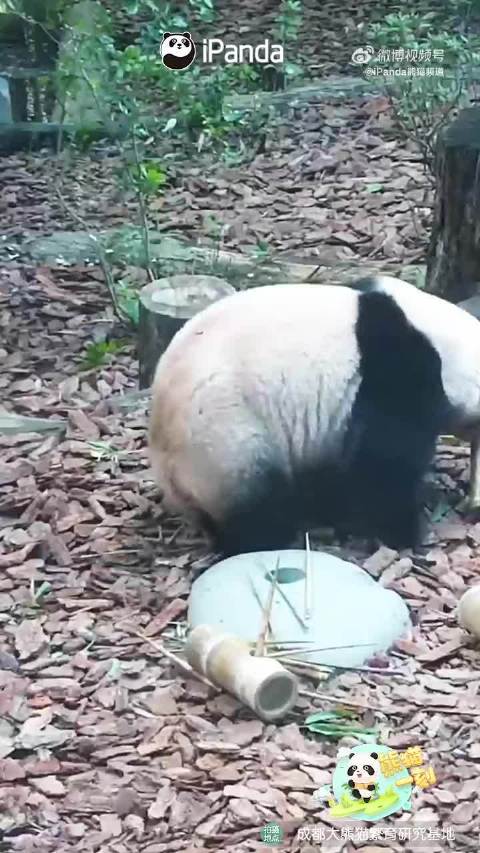 花花仰头吃竹筒里苹果差点翻过去 还好“底盘”够重，稳住了！