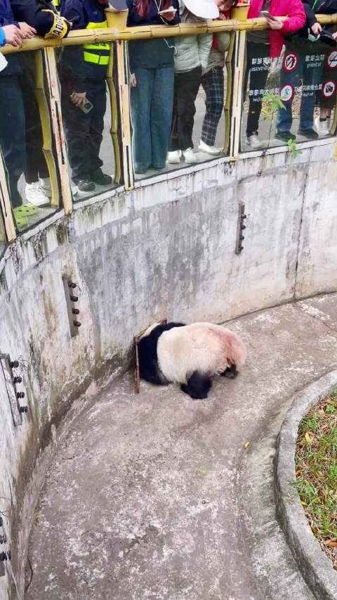 大熊猫雅一试图钻下水道越狱未果