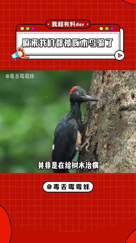 看似是在解决麻烦，实际却是麻烦的制造者‖动物世界 ‖· ‖啄木鸟 ‖·
