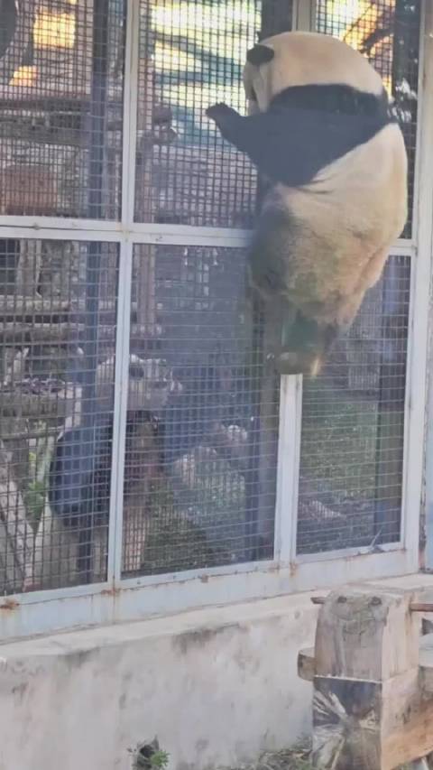 大熊猫萌兰展示越狱绝技引小年年惊叫