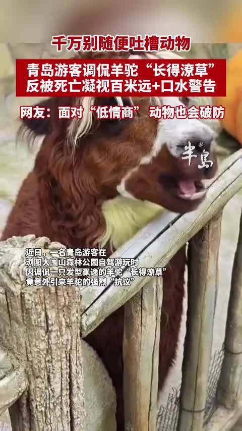 游客调侃羊驼发型潦草遭死亡凝视