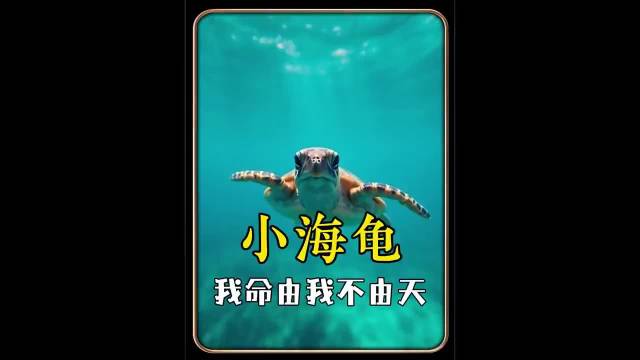 网友调侃动物世界解说风格变迁引共鸣