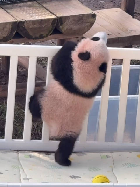熊猫小月亮越狱未果，良大壮站立推箱引关注