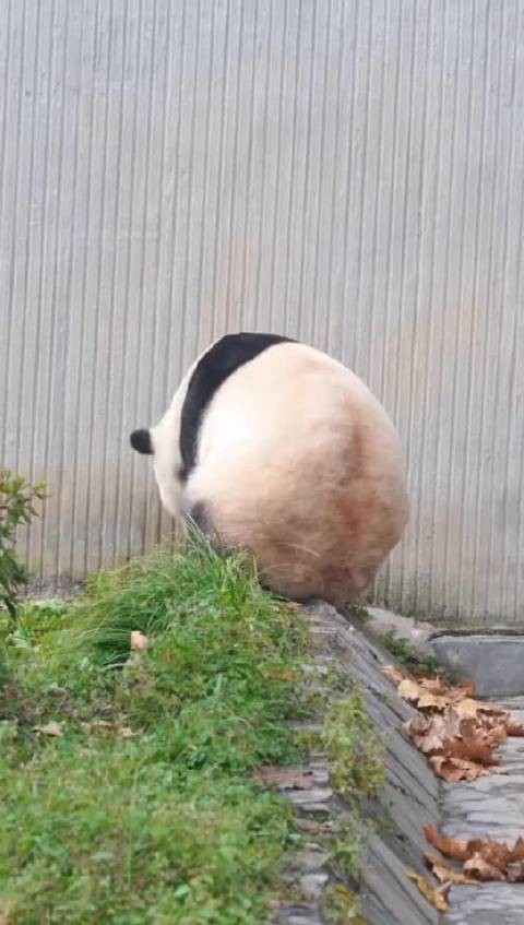 宝贝踮起小脚脚你这是想越狱吗？