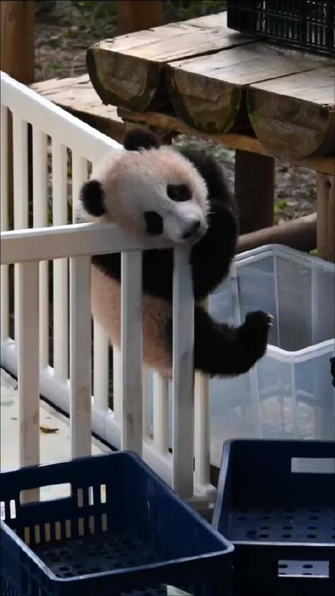 小月亮越狱未遂引关注