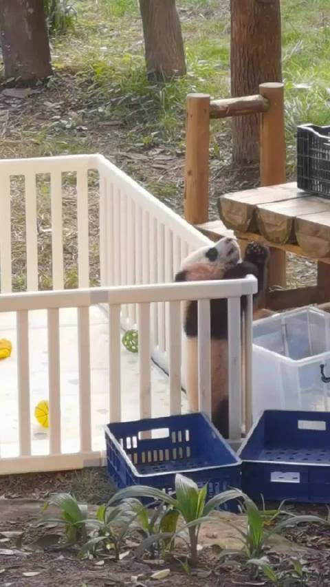 奥运级熊猫选手展示强健四肢，每日坚持越狱训练