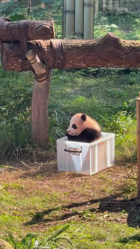 越狱时活跃高调安静时乖巧依人