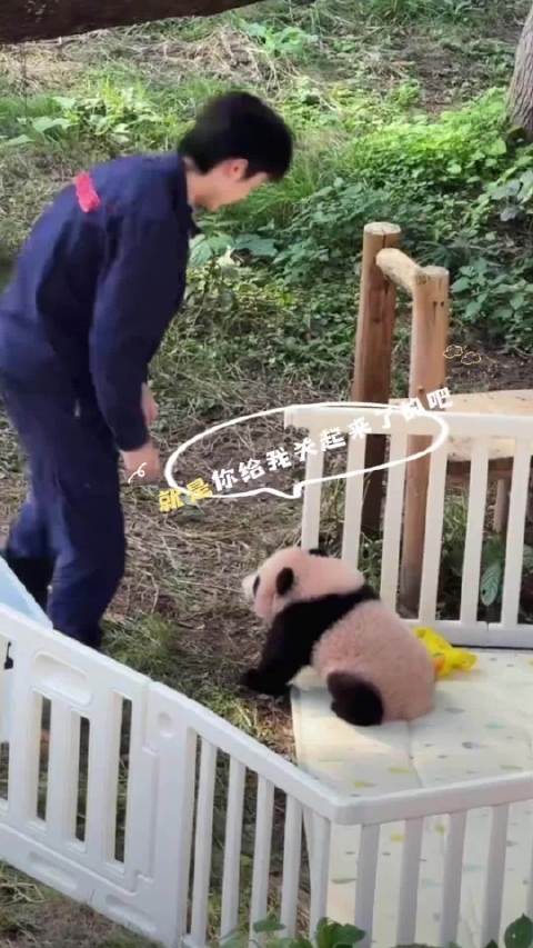 良月崽气坏了，差点越狱成功，结果连连受挫，给它累趴下了