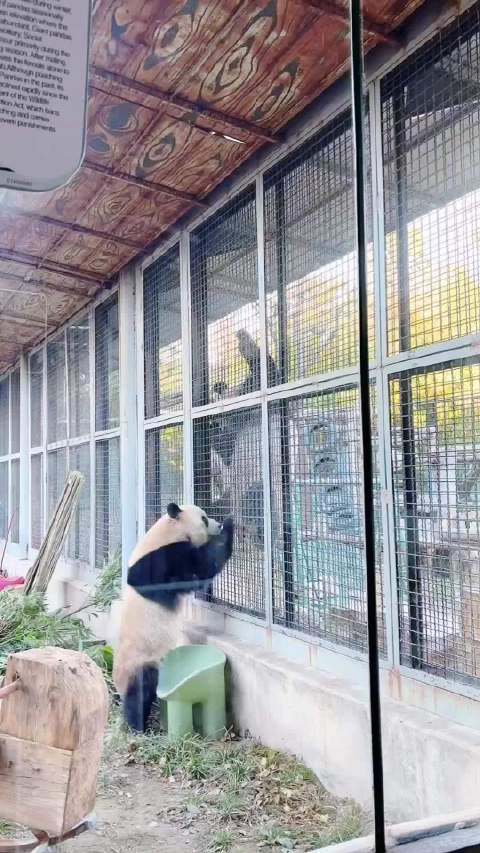 小吉年吼三舅萌兰，黏舅包挑战情绪稳定么么儿