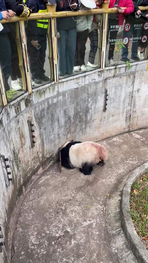 大熊猫雅一“越狱”名场面！试图从下水道溜走的包租婆太可爱了