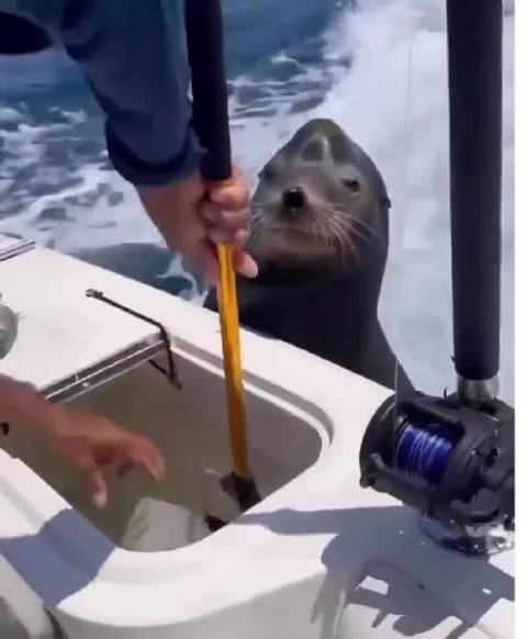 非大鱼不吃的海狮