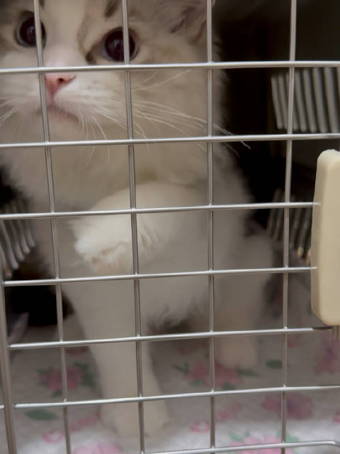 豆豆去准备坐飞机福建新家啦