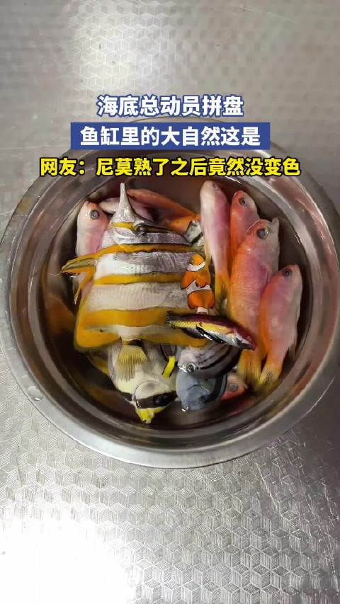 海底总动员拼盘，鱼缸里的大自然这是，网友：尼莫熟了之后竟然没变色
