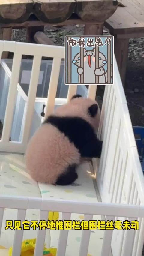 4月龄大熊猫良月崽越狱失败，奶爸设障阻拦后摆烂睡觉