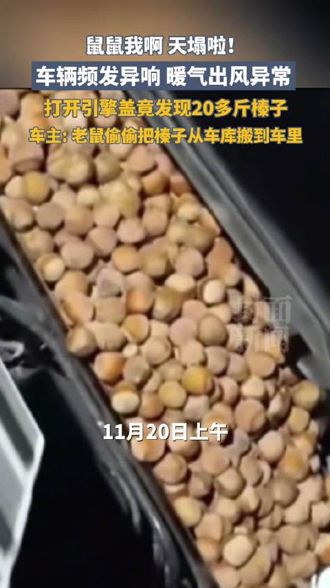 鼠鼠一觉醒来天塌了 车辆保养发现被老鼠藏了20斤榛子