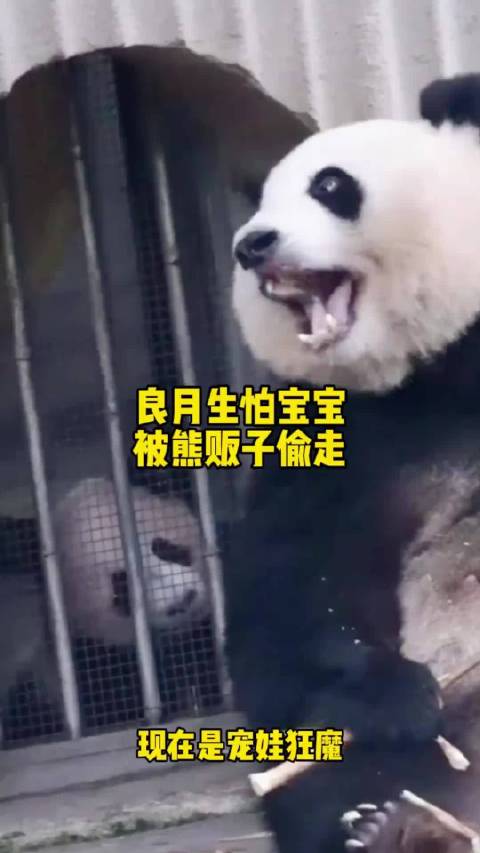 大熊猫良月护崽心切，幼崽四个月开启越狱模式