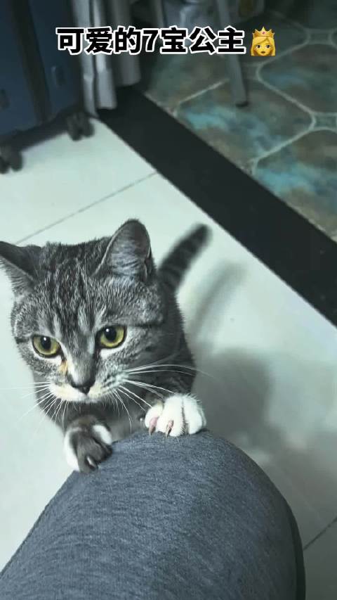 临时猫爸感悟活在当下，悲观者重识爱与坚定