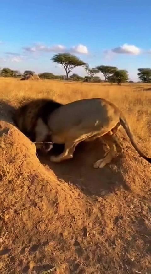狮子偷袭疣猪 (内容为ai生成)