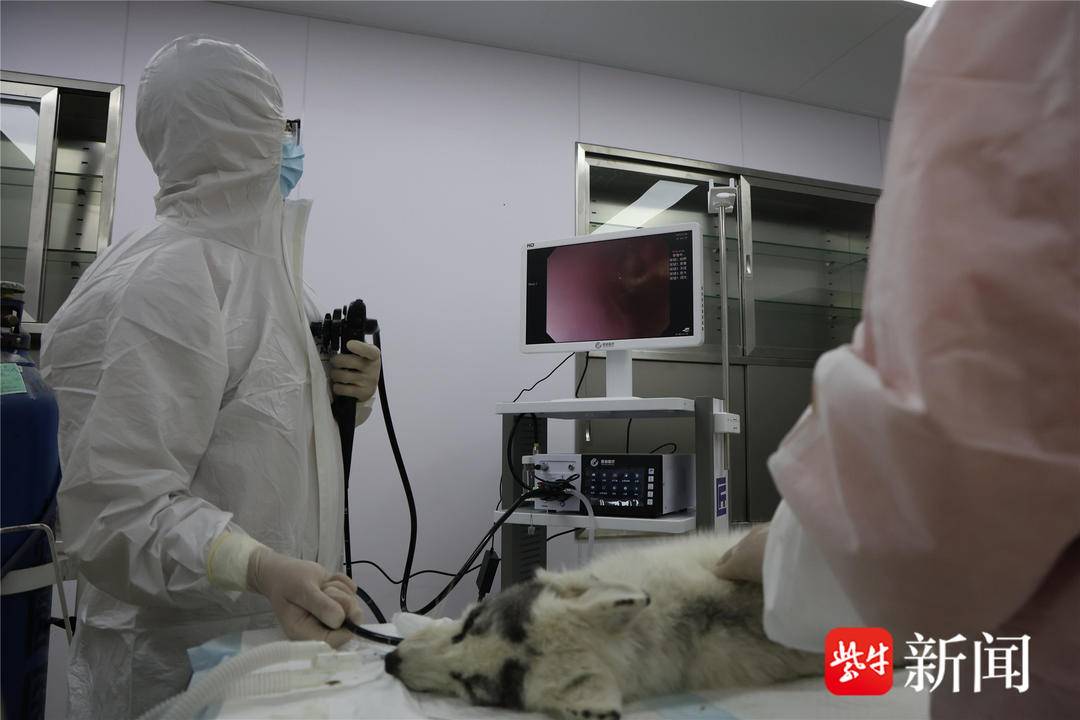 大熊猫要专门“贴秋膘”……无锡动物园开启秋季动物健康大体检